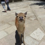 奈良の鹿
