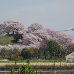 古墳の桜