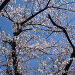 桜２