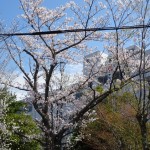 桜１