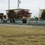 稲刈り３