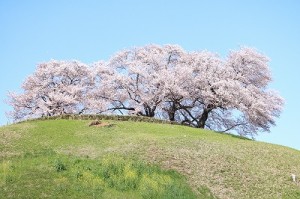 IMG_9288