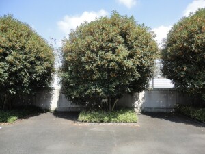 DSC00390