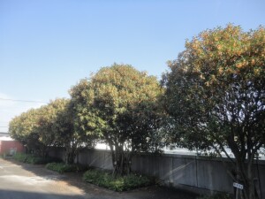 DSC09074