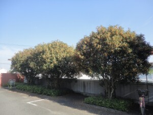 DSC09080